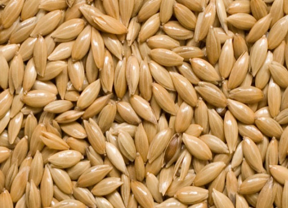 gallery/canary seeds